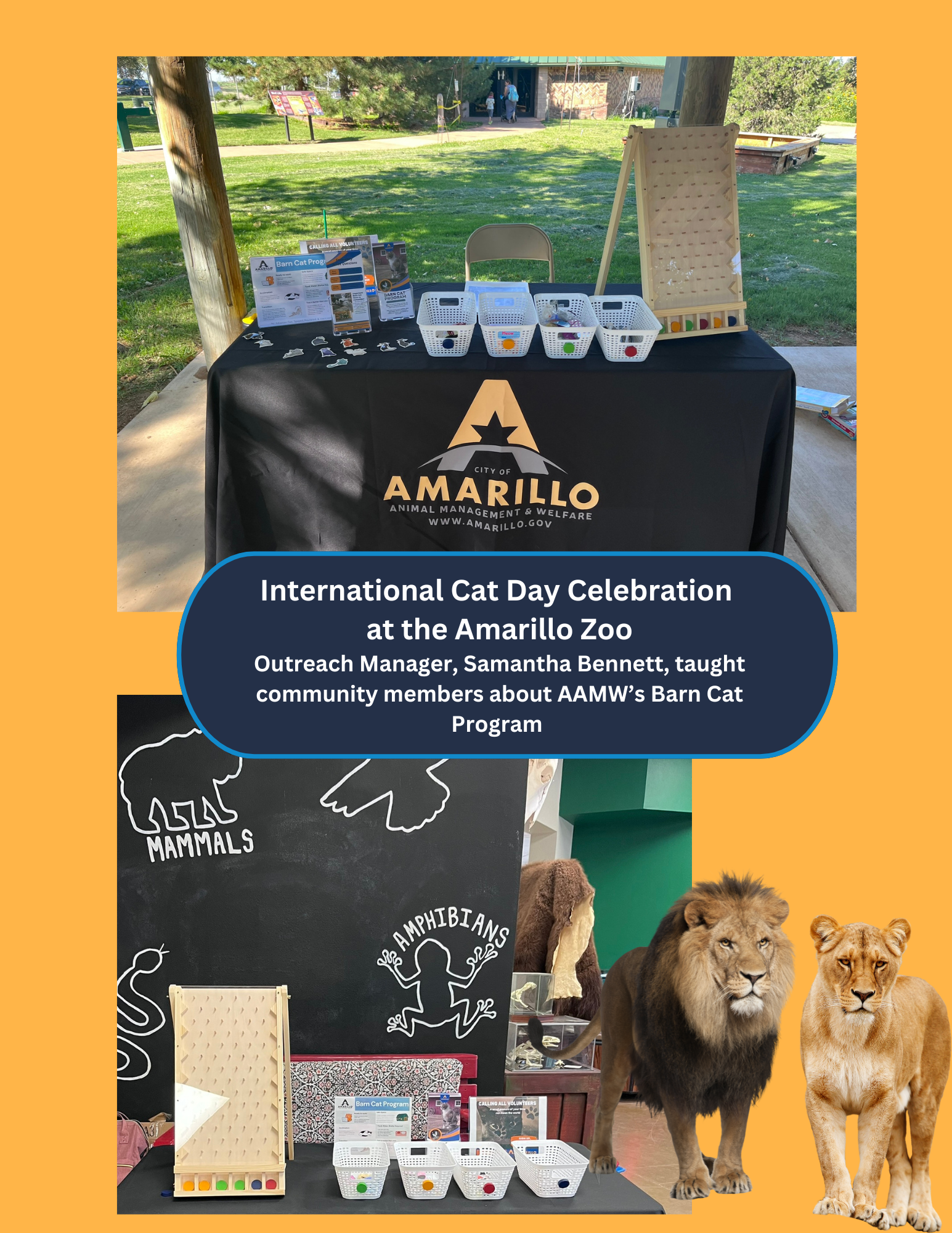 International Cat Day Celebration