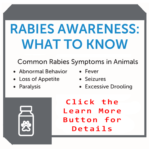 Rabies-Prevention-th